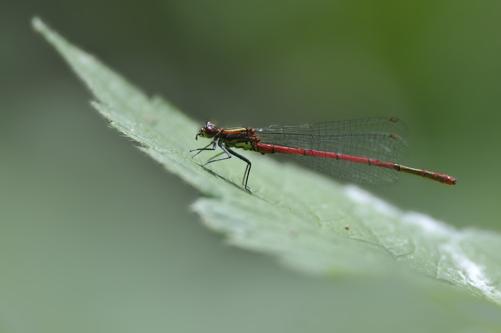 Pyrrhosoma nymphula